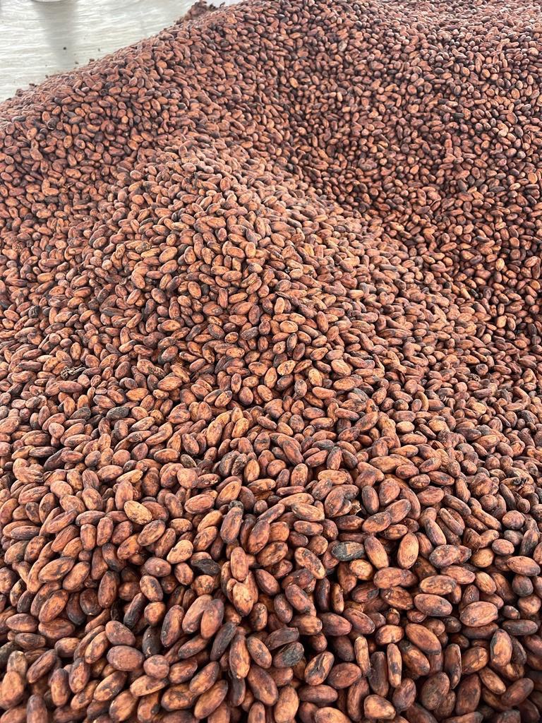 Натуральный шоколад и церемониальное какао по концепции Tree to Bar (от дерева до стола).